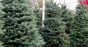 Christmas Tree Farm 2